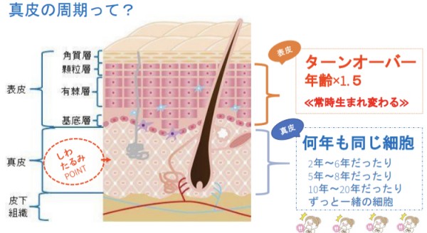 肌を知る事が美肌への第一歩